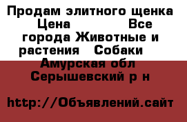 Продам элитного щенка › Цена ­ 30 000 - Все города Животные и растения » Собаки   . Амурская обл.,Серышевский р-н